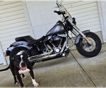 Small #1 American Pit Bull Terrier Mix
