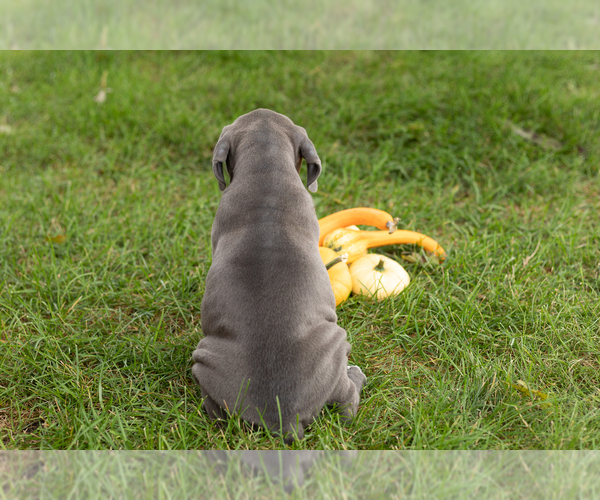Medium Photo #18 Cane Corso Puppy For Sale in BOURBON, IN, USA