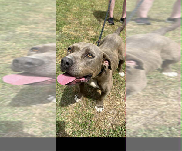 Medium Photo #1 Mutt Puppy For Sale in Abbeville, LA, USA
