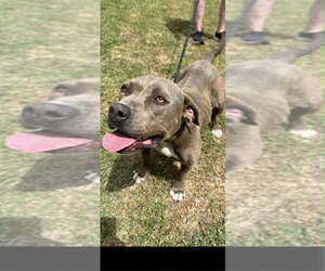 Mutt Dogs for adoption in Abbeville, LA, USA
