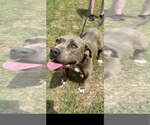 Small Mutt