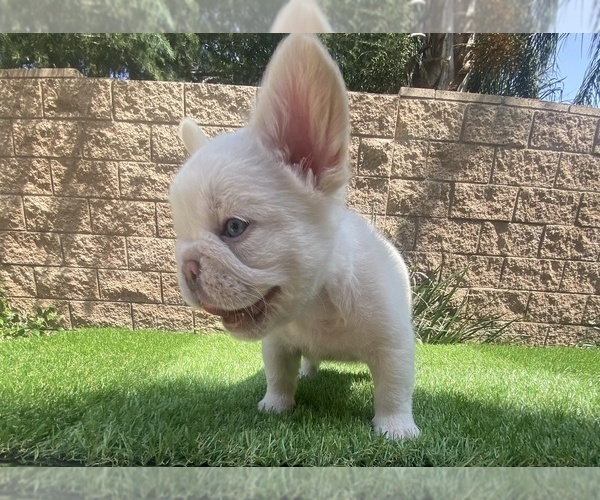 Medium Photo #6 French Bulldog Puppy For Sale in FONTANA, CA, USA