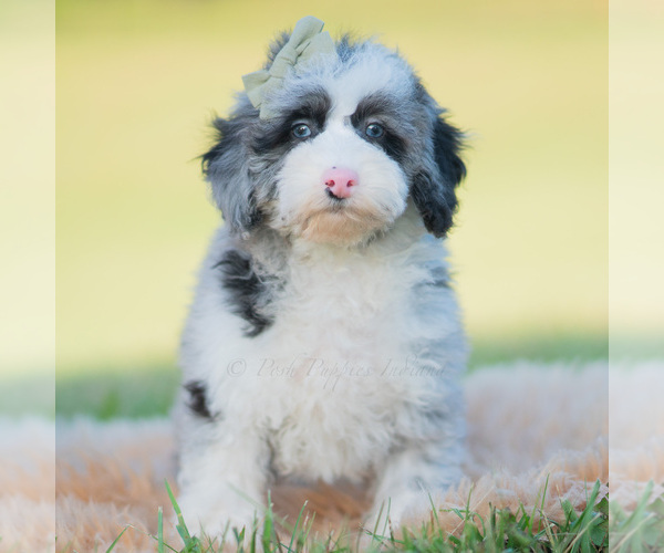 Medium Photo #1 Goldendoodle (Miniature) Puppy For Sale in WARSAW, IN, USA