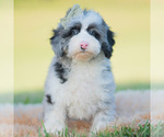 Puppy Whizzer Goldendoodle (Miniature)