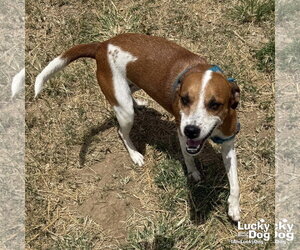Chapa - Female Labbe Dog for Adoption - Photo #3