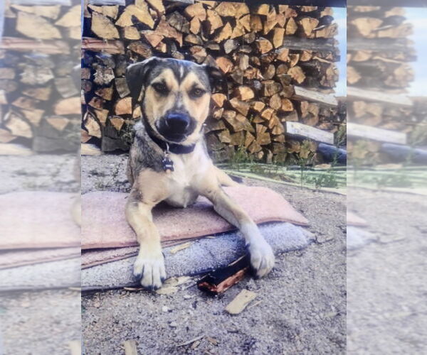 Medium Photo #4 German Shepherd Dog-Unknown Mix Puppy For Sale in Fort Collins, CO, USA