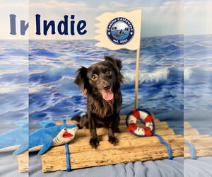 Chion Dogs for adoption in Arcadia, FL, USA