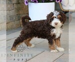 Small #2 Bernedoodle (Miniature)