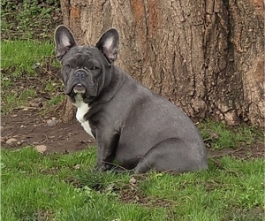 French Bulldog Puppy for sale in SPRINGFIELD, OR, USA