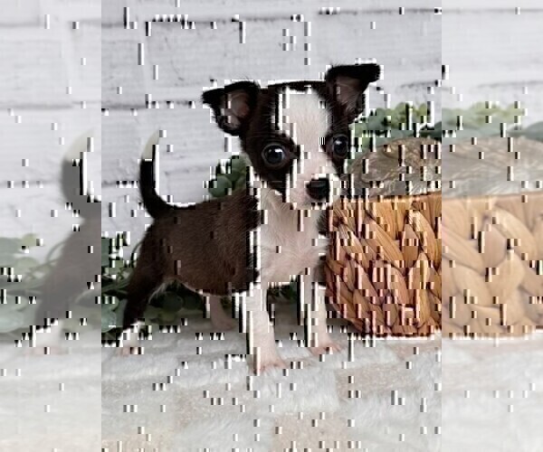 Medium Photo #25 Chihuahua Puppy For Sale in DELRAY BEACH, FL, USA