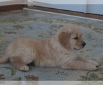 Small Photo #7 English Cream Golden Retriever Puppy For Sale in MECHANICSVILLE, MD, USA