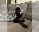 Small #3 Doberman Pinscher