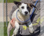 Small #2 American Staffordshire Terrier-Border Collie Mix