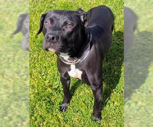 Mutt Dogs for adoption in Akron, OH, USA