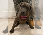 Small Photo #9 Cane Corso Puppy For Sale in DENTSVILLE, MD, USA