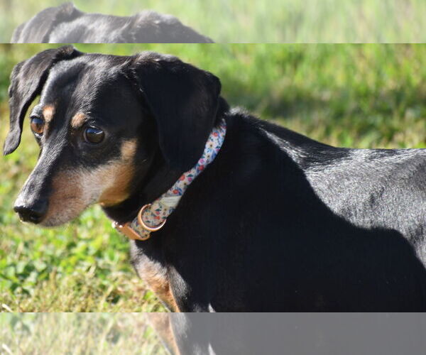 Medium Photo #8 Dachshund Puppy For Sale in Shelbyville, TN, USA