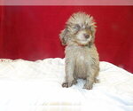 Small #5 F2 Aussiedoodle
