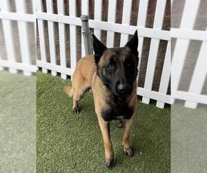 Mutt Dogs for adoption in Modesto, CA, USA