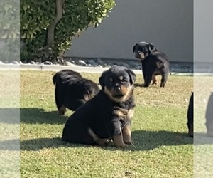 Rottweiler Puppy for sale in BAKERSFIELD, CA, USA