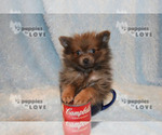 Small Photo #15 Pomeranian Puppy For Sale in SANGER, TX, USA
