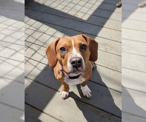 Beagle-Unknown Mix Dogs for adoption in Shermans Dale, PA, USA