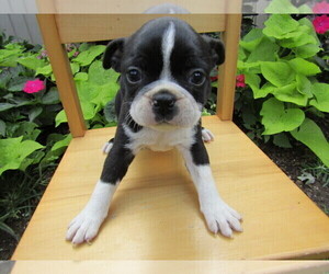 Boston Terrier Puppy for sale in CHICAGO, IL, USA