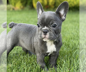 Mother of the French Bulldog puppies born on 05/03/2022