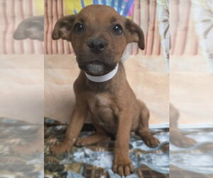 Rhodesian Ridgeback-Unknown Mix Dogs for adoption in Lakewood, CO, USA