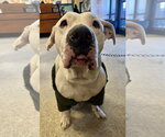 Small #11 American Pit Bull Terrier Mix