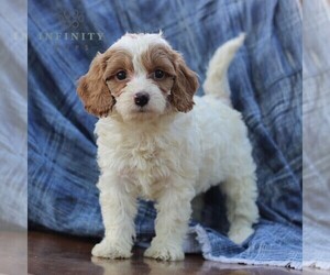 Cavapoo Puppy for sale in DRY RUN, PA, USA