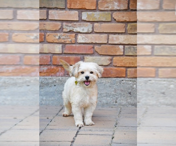 Medium Photo #5 Shih Tzu-Unknown Mix Puppy For Sale in Sandy, UT, USA