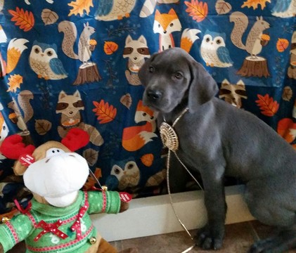 Medium Photo #1 Great Dane Puppy For Sale in RAYMORE, MO, USA