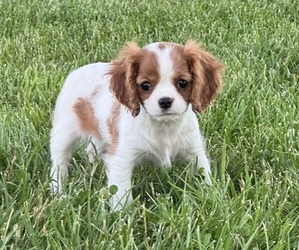 Cavalier King Charles Spaniel Puppy for sale in CANOGA, NY, USA