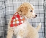 Small Photo #4 Miniature Bernedoodle-Poodle (Toy) Mix Puppy For Sale in HERRIMAN, UT, USA