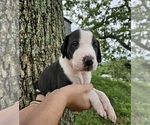 Small #1 Great Dane
