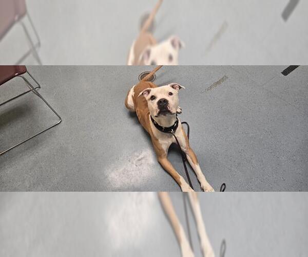 Medium Photo #1 American Pit Bull Terrier Puppy For Sale in Denver, CO, USA