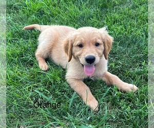 Golden Retriever Puppy for sale in CONCORDIA, MO, USA