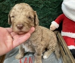 Small Photo #8 Miniature Bernedoodle Puppy For Sale in GREEN FOREST, AR, USA