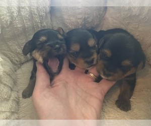 Shorkie Tzu Litter for sale in PINNACLE, NC, USA