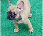Small Photo #43 French Bulldog Puppy For Sale in WINNSBORO, TX, USA