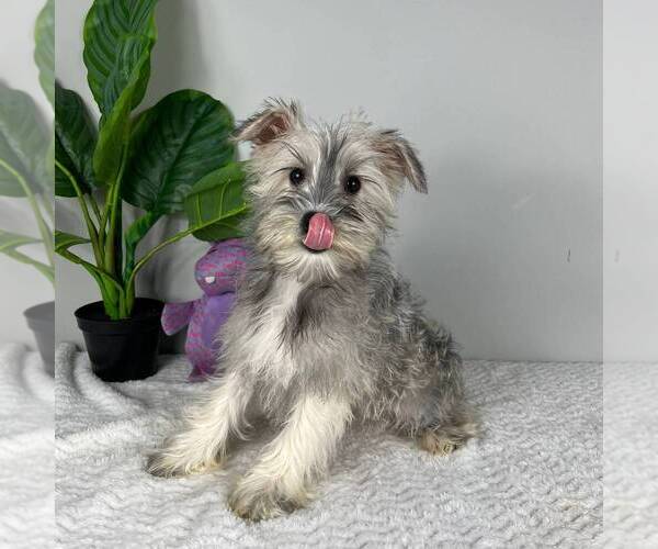 Medium Photo #4 Schnauzer (Miniature) Puppy For Sale in FRANKLIN, IN, USA
