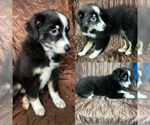 Miniature Australian Shepherd Puppy for sale in BROOKER, FL, USA