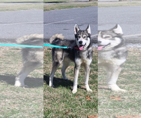 Medium Photo #7 Siberian Husky-Unknown Mix Puppy For Sale in Rustburg, VA, USA