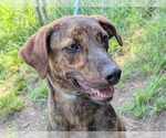 Small #1 Mountain Cur Mix