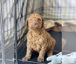 Small Photo #1 Labradoodle Puppy For Sale in TULARE, CA, USA