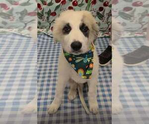 Anatolian Pyrenees Dogs for adoption in New York, NY, USA
