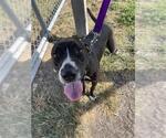 Small Photo #3 Labrador Retriever Puppy For Sale in Corpus Christi, TX, USA