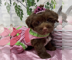 Shorkie Tzu Puppy for Sale in SELLERSBURG, Indiana USA
