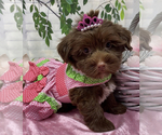 Small Shorkie Tzu
