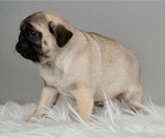 Small Photo #4 Pug Puppy For Sale in WARSAW, IN, USA